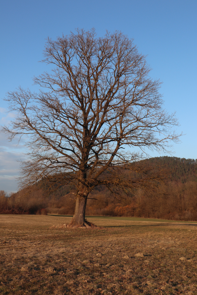 37-osamljeno-drevo