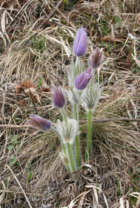 Kocenova sobota 2010