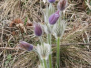 2013 Kocenova sobota 